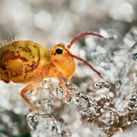 Globular Springtail in frost 